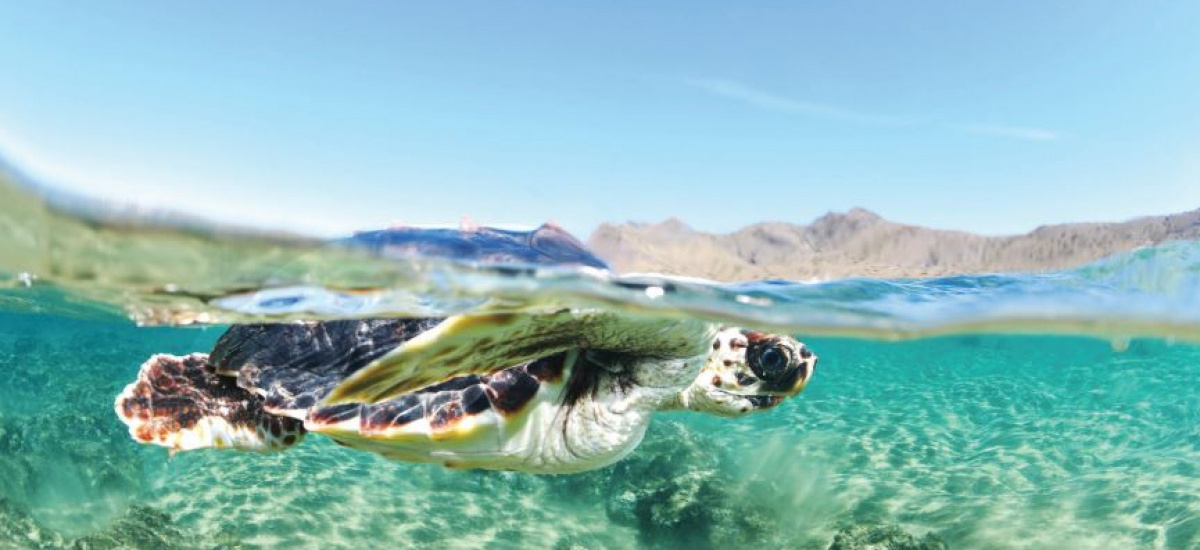 Imagen La UPCT se suma a la campaña Territorio Tortuga 2021
